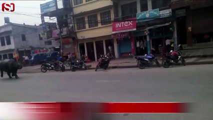 Nepal'de gergedan dehşeti!