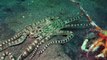 Mimic octopus pretending to be a flatfish - Conservation International (CI)