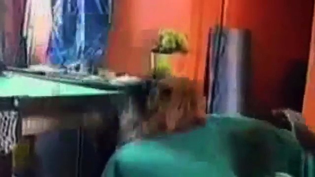 Funny Dogs