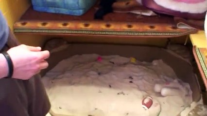 Fennec Foxes Eating Gold Fish