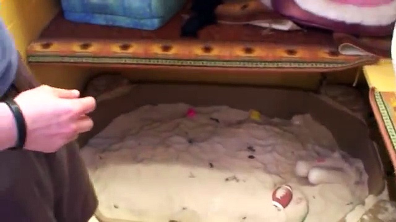 Fennec Foxes Eating Gold Fish