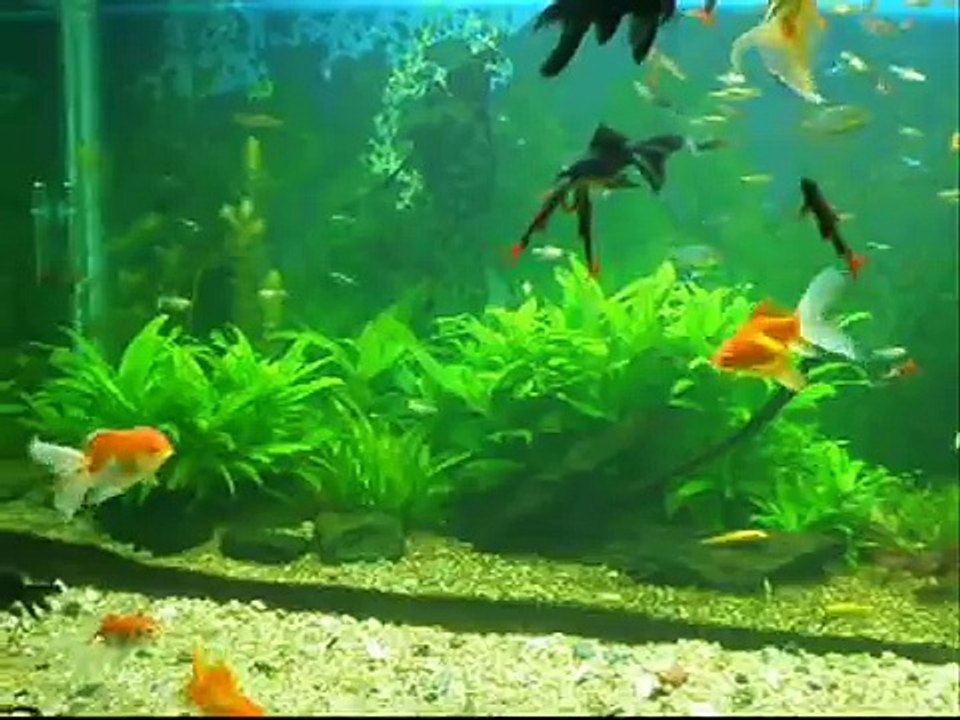 Planted Aquarium Diana Walstad Method