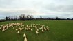 Un drone survole un troupeau de moutons