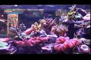 P&P Tropical Fish - Beautiful Salt Water Fish Tank Marine Aquarium with Live Rock