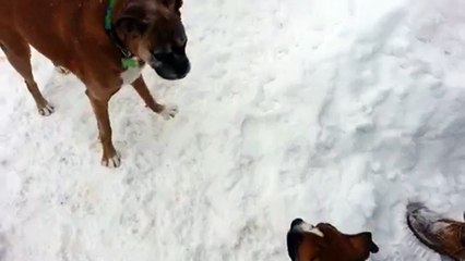 Un vieux chien apprend la vie à un jeune chien