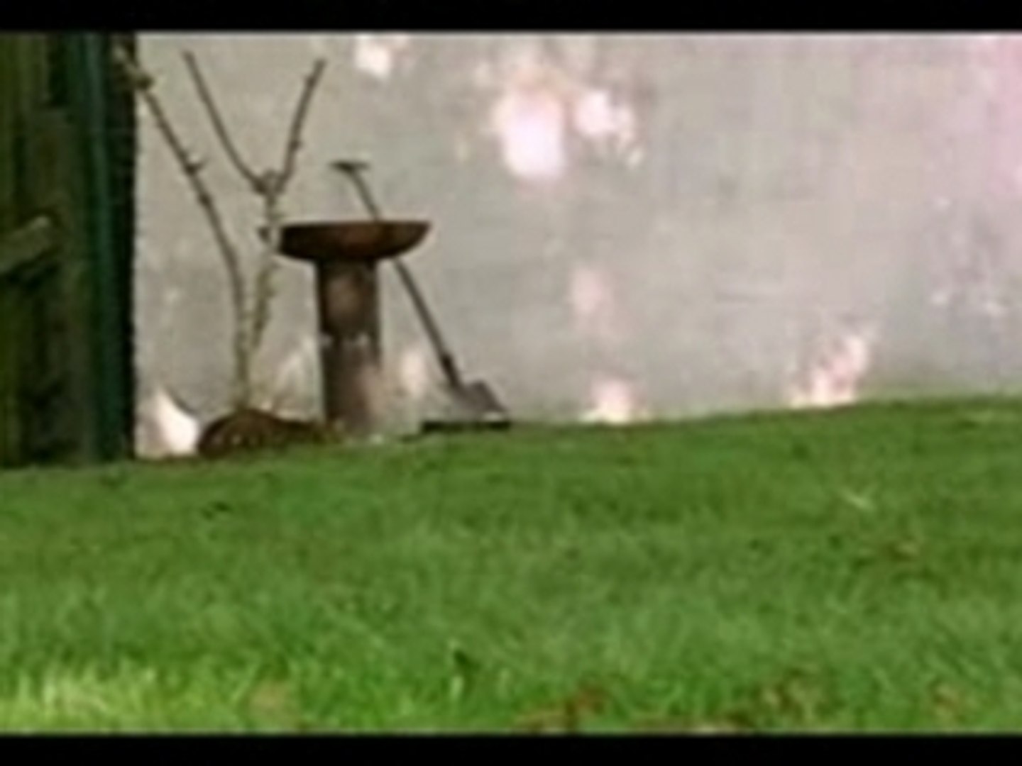 Cloture Anti Fugue Pour Chat Fugueur Video Dailymotion