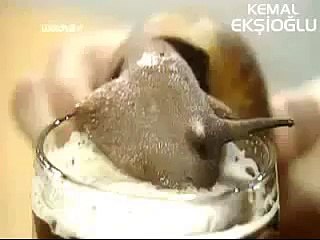 Alkolün böcekler üzerindeki etkisi