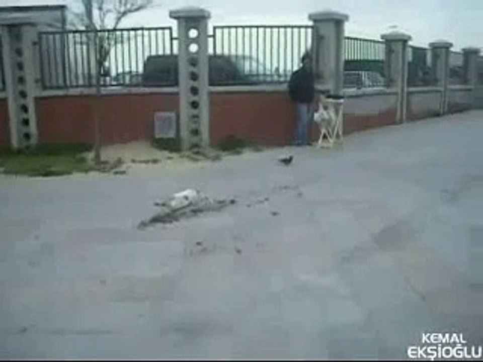 Kedinin yıkıldığı an