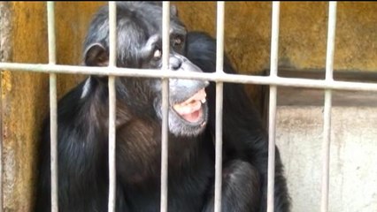 Pipo, el chimpancé que "reinó" el zoo de Nicaragua, sufre enfermedad mental