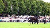 Dublin Horse Show Thoroughbred Stallion Parade RDS 2011