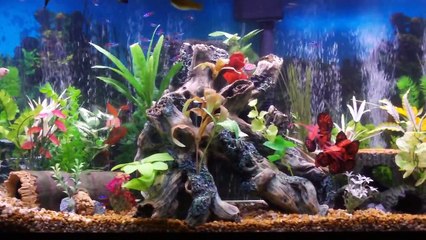 Best Fish Tank Aquarium I Ever Created - Beautiful