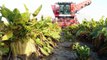 Agrifac Exxact OptiTraxx Suger Beet harvester | Massey Ferguson 6190/3115 | Loonbedrijf Fase