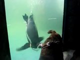 Hayatında İlk Defa Penguen Gören Köpek