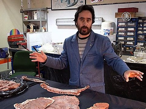 Учёные открыли новый вид древней гигантской амфибии