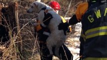 NJ Fire Crews Save Dog That Got Stuck In Creek