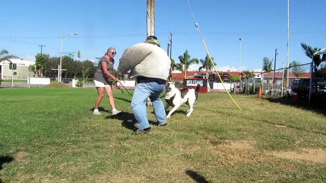 PP work Central Asian Shepherd (Alabai) dog