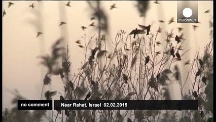 Synchronised starlings form impressive spectacle over the skies of Israel - no comment
