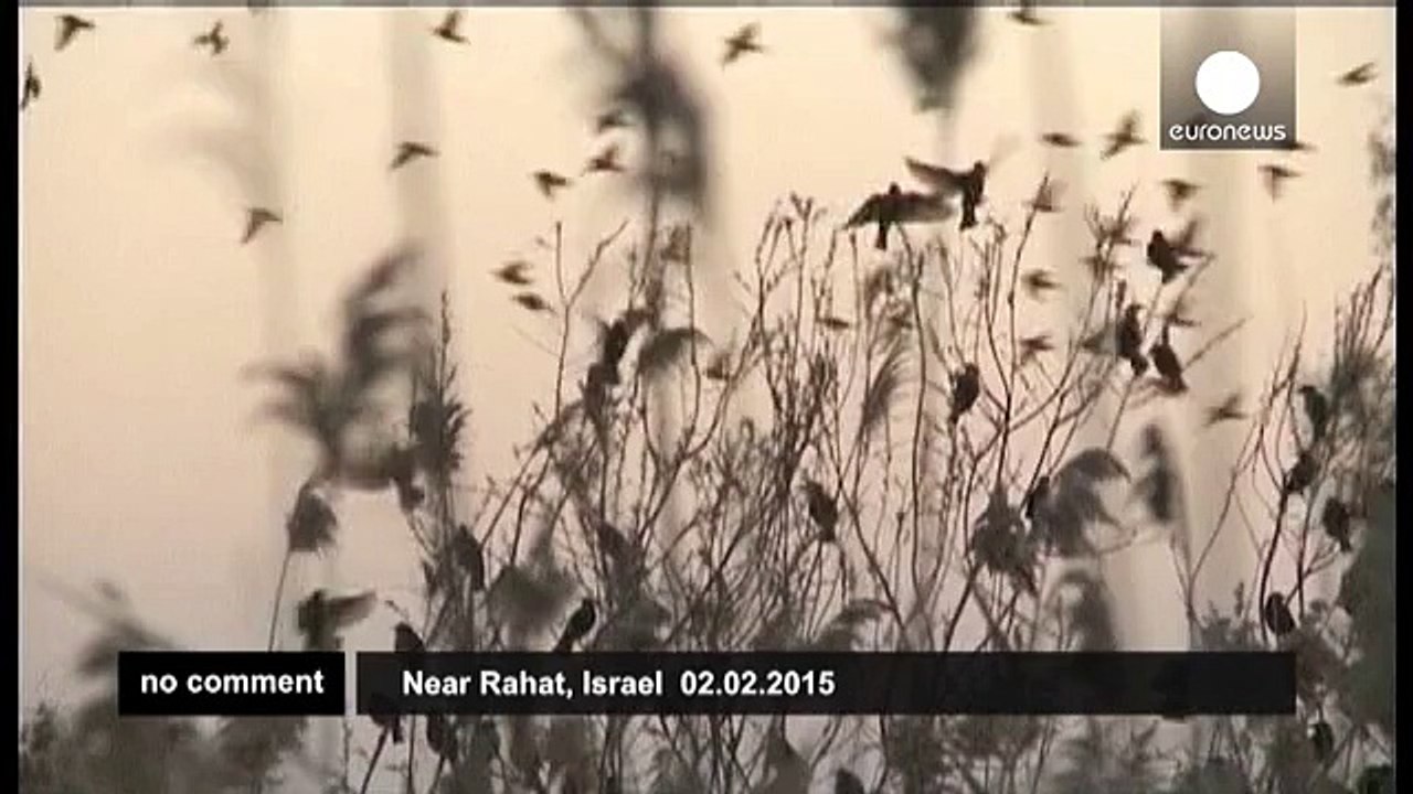 Synchronised starlings form impressive spectacle over the skies of Israel - no comment
