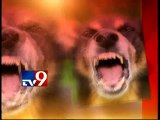 Street Dog Attack on Little Girl,Taloja-TV9