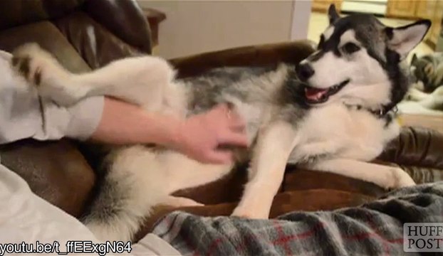 Ces chiens savent dresser leurs maîtres pour avoir des caresses