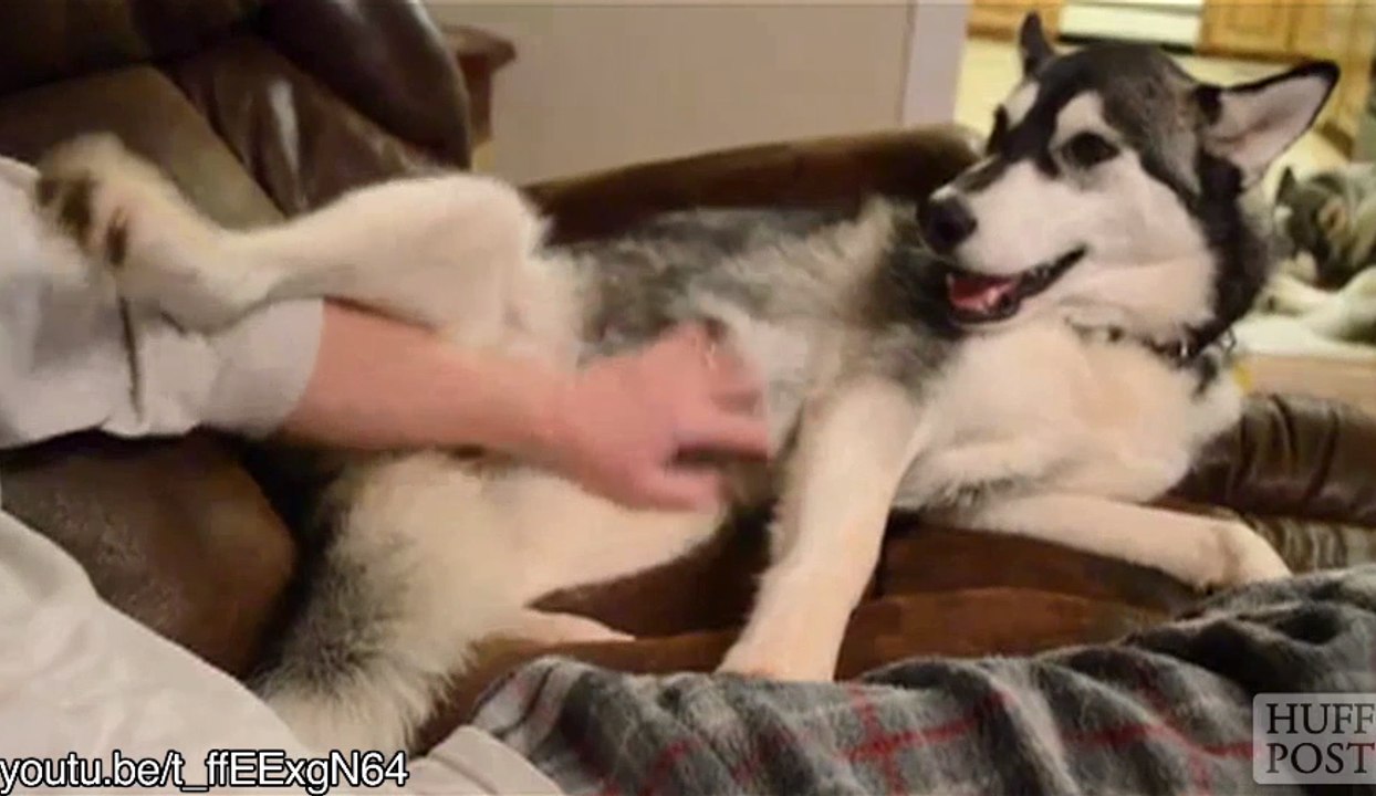 Ces chiens savent dresser leurs maîtres pour avoir des caresses