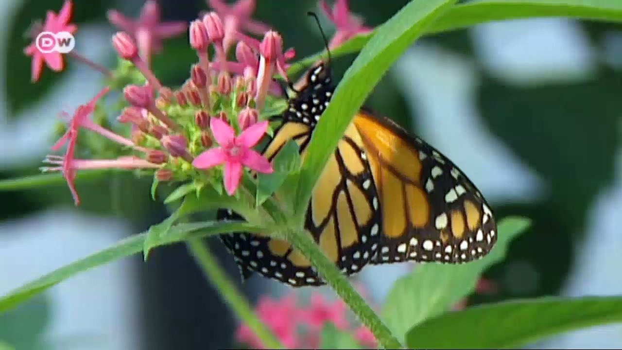 ¿Por qué es importante la diversidad de especies? | Global 3000