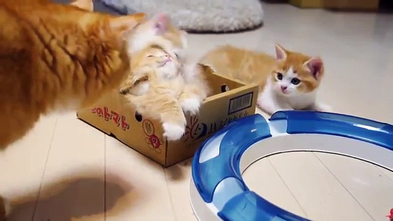 A Cat Mom Hugs Her Cute Kittens Munchkin