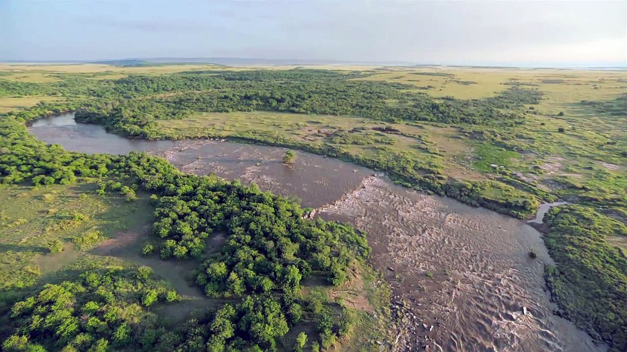 FÉLINS - Bande-annonce