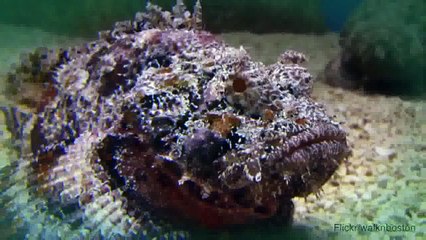 Top 10 Most Venomous Spiders