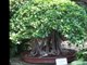 Bonsai Gallery Ficus