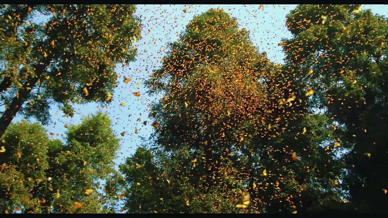 POLLEN - Bande-annonce