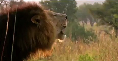 LE LION BLANC - Bande-annonce