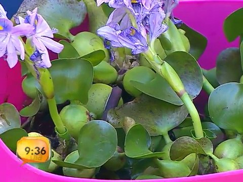 Plantas acuáticas y mantenimiento correcto de estanques