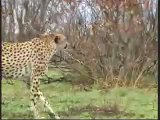 Cheetah vs Gazelle vs Hyena