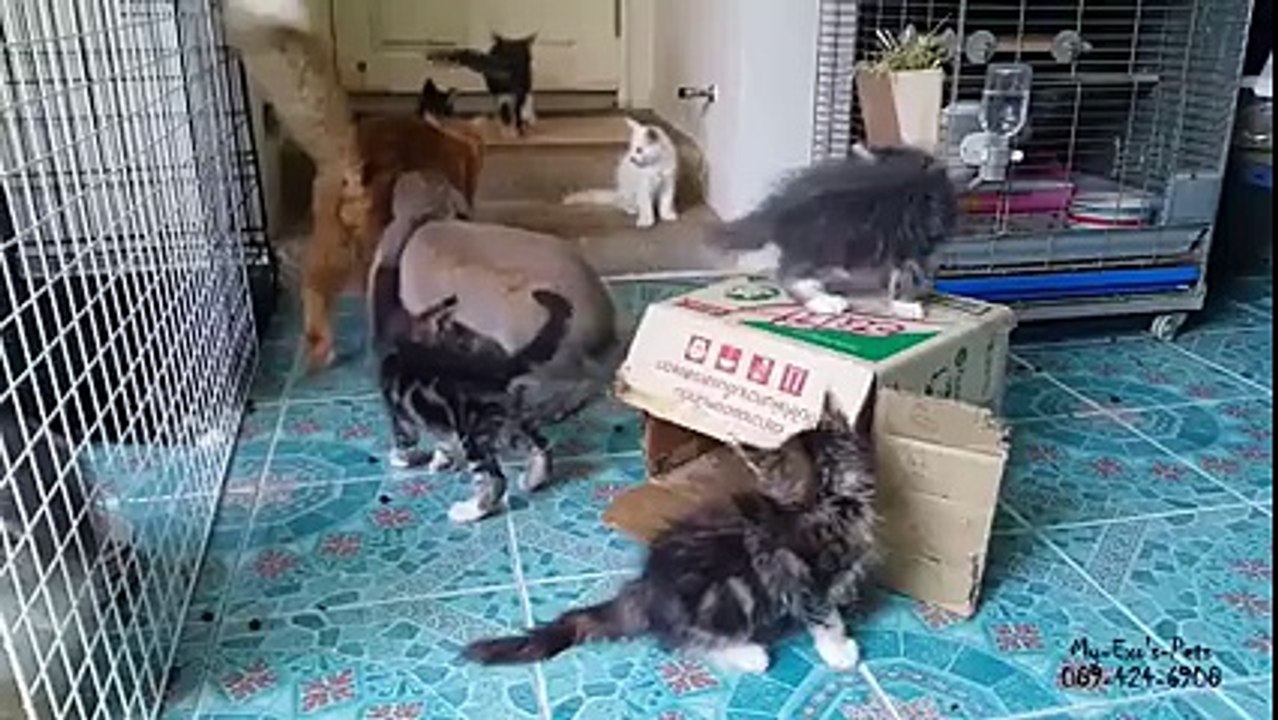 Un lapin essaie de se faire un chat #Zakch