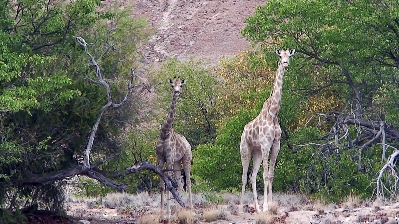Ep 104, Hoanib Dry River Drive, Part 2, Namibia