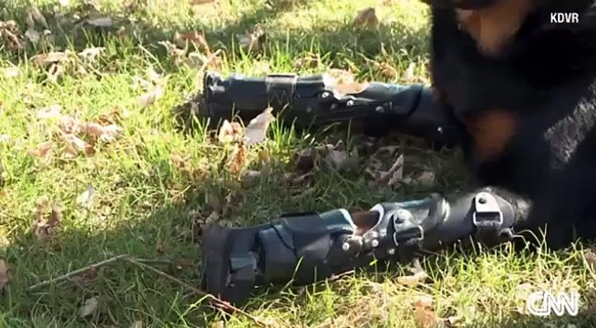 Des prothèses qui changent la vie à Brutus le chien amputé