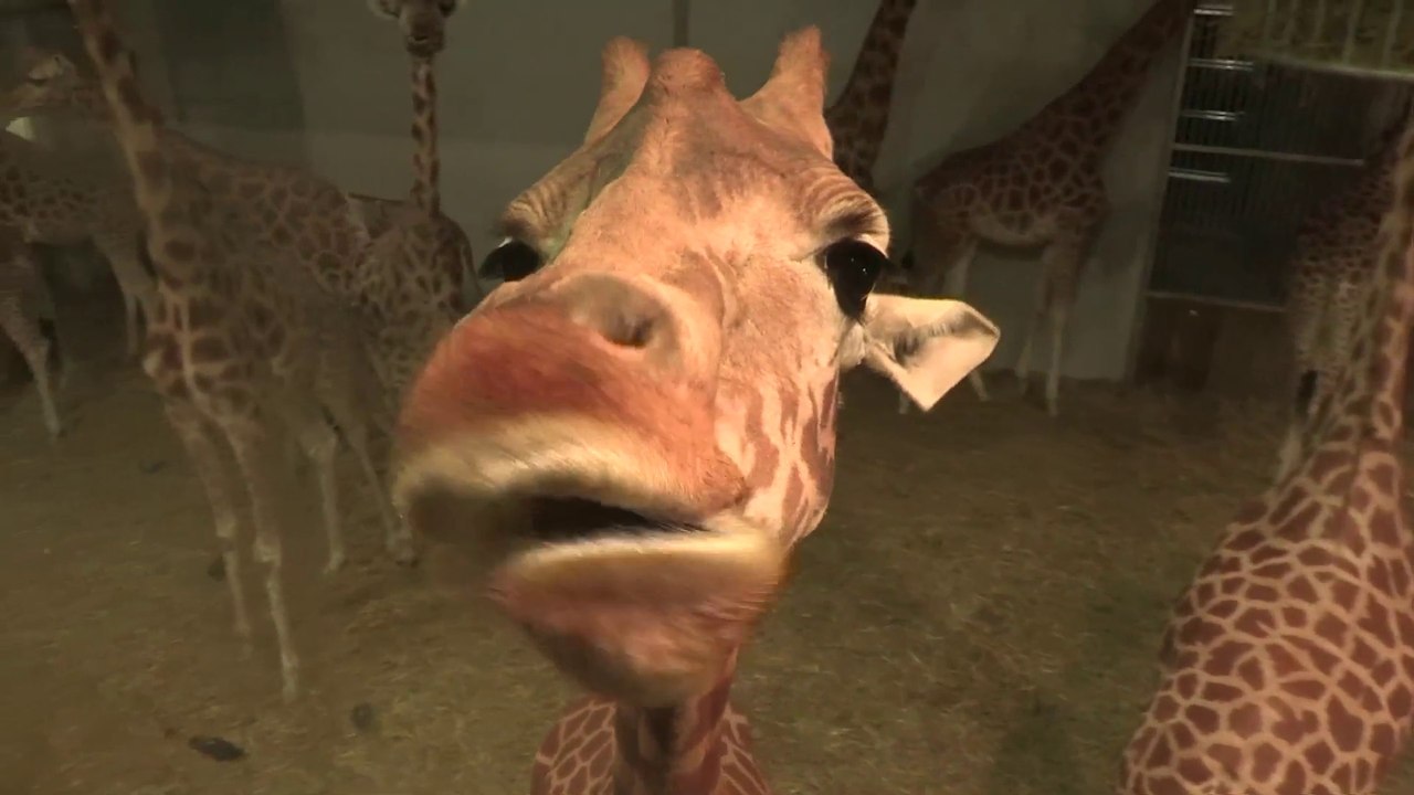 Pour le 1000 ème reportages de Vincennes TV.fr, j'ai testé pour vous le petit déj avec les girafes du Zoo de Vincennes.