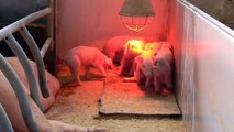 In vizita la o ferma de porci de langa Tasnad