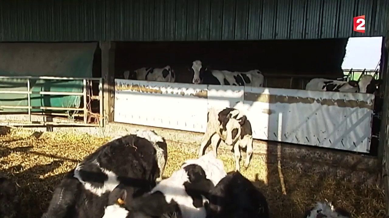 Au 1er avril, fini les quotas sur le lait