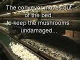 Better Quality Mushroom Harvesting Machine