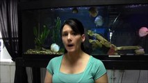 DO YOU NEED AN AIR PUMP IN YOUR AQUARIUM? Quick tips with Lisa presented by KGTopicals