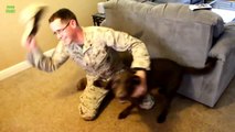 Dogs Welcoming Soldiers Home Compilation 2013 [NEW HD]
