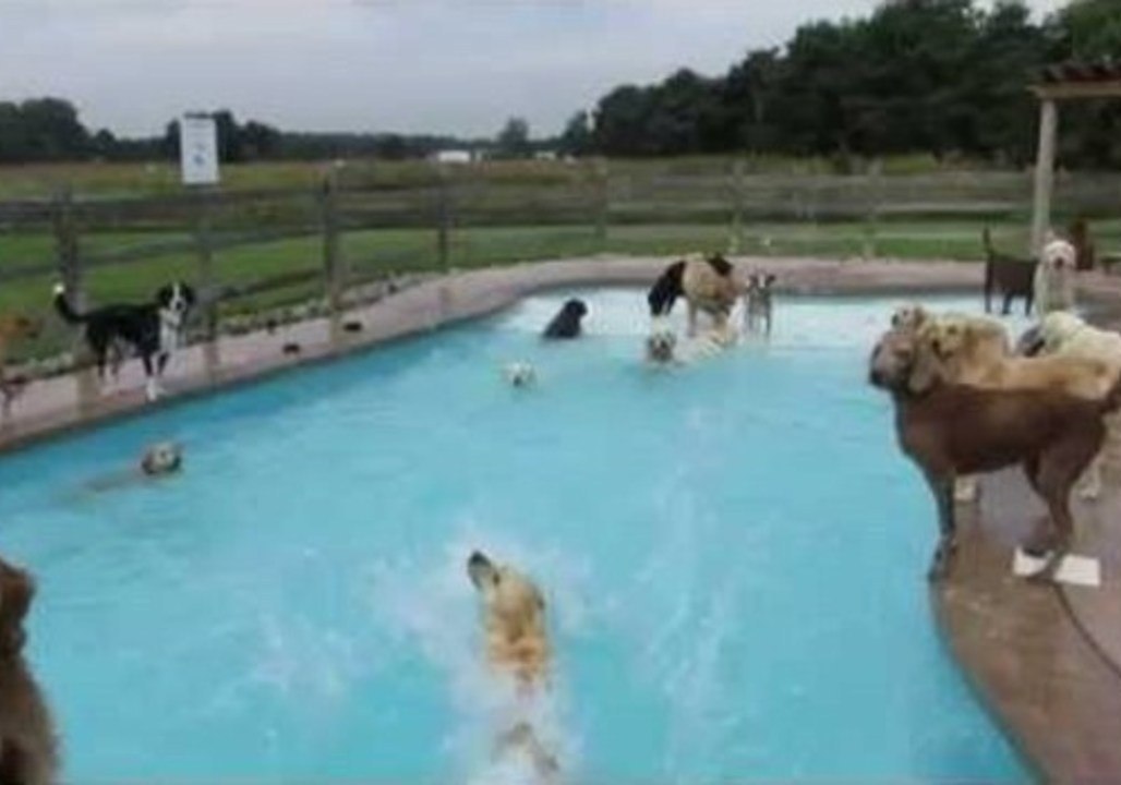 Pampered Pooches Enjoy a Dip in the Pool