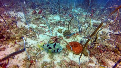 27 - 29 March - Tioman Trip - Adv. Adventurer and Leisure