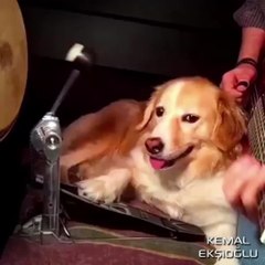 İşini Severek Yapan Köpek