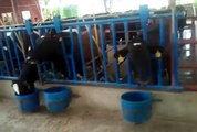 Milking Parlor of a dairy farm by Xpress Investment  Company