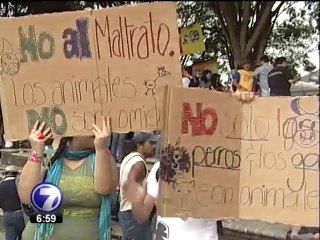 Activistas piden al Gobierno impulsar estrategias contra el maltrato animal