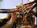 Cooking Lobsters ALIVE!