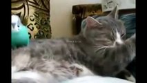 Funny Bird Wakes Up Cat